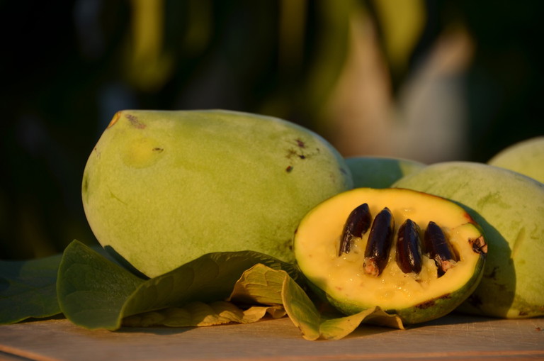 Das Innere der Pawpaw ist geprägt von den markanten Kernen. Langfristig wäre Lauda eine kernlose Züchtung das Ziel.