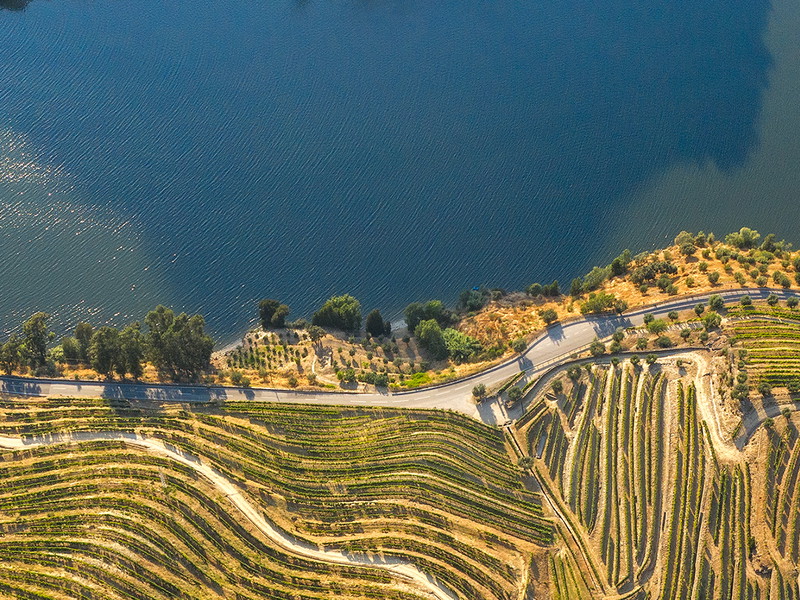 Port wine farm in Douro
