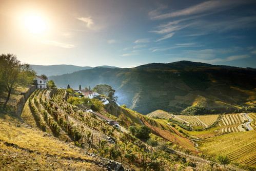 Schieferböden sind prädestiniert dafür, der Reblaus zu entgehen. Legendäre wurzelechte Anlagen gibt es im Douro bei der Quinta do Noval, aber ebenso an der Mosel und in Assmannshausen (Höllenberg).