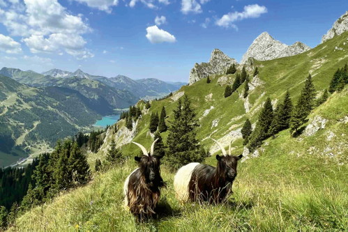 Rund um die Schneetalalm-Hütte weiden seltene Walliser Schwarzhalsziegen.