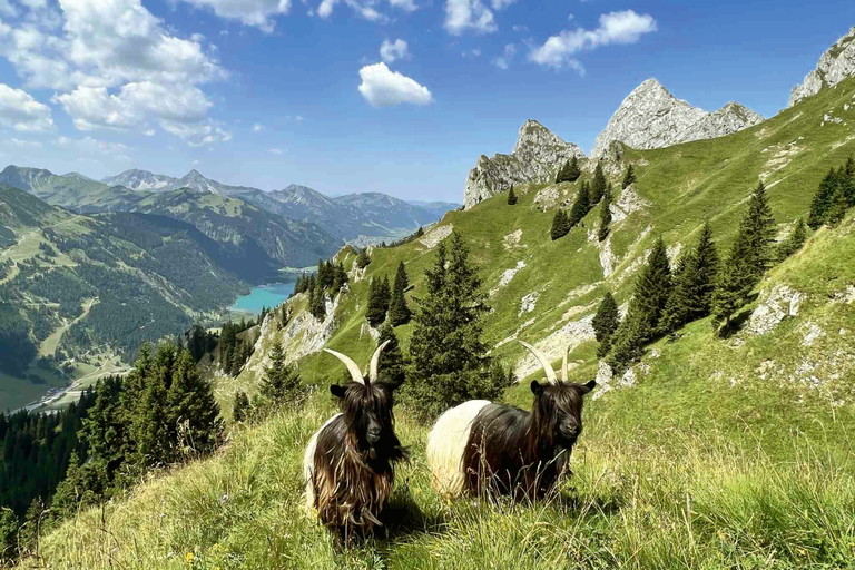 Rund um die Schneetalalm-Hütte weiden seltene Walliser Schwarzhalsziegen.