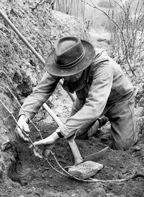 Zwei Drittel Sand im Boden, und das auf 
fast 1000 Metern: 
Die Mitglieder der 
St. Jodern Kellerei im Schweizer Kanton Wallis hegen und pflegen einen wurzelechten Weinberg der Sorte Heida (Savagnin).