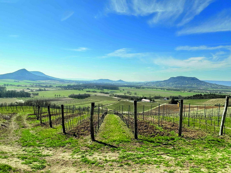 Die großen Vulkankegel im Hinterland des Balaton in Westungarn sind der Urspung salziger Welschriesling-Weine.