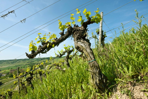 Der 140-jährige Silvaner des Zehnthof Luckert.