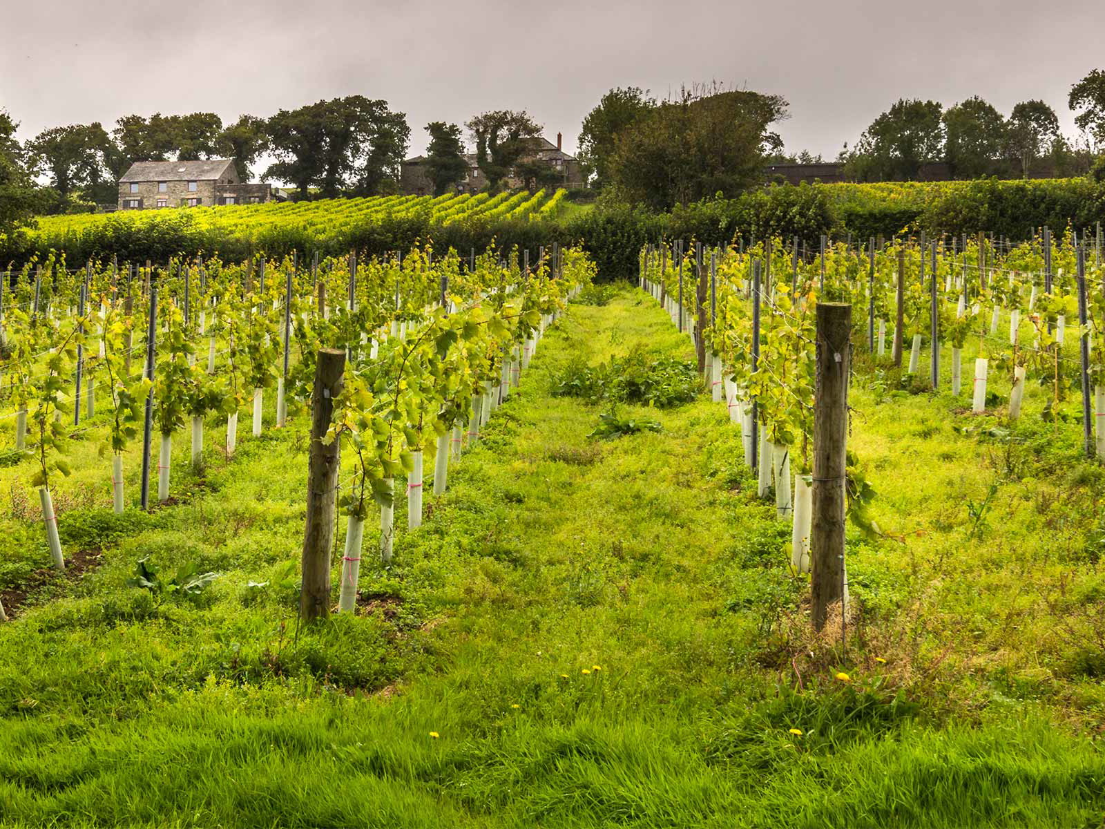 Weinberg in Cornwall.