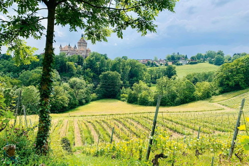 Die Domaine Henri Cruchon setzt seit vielen Jahren auf biologischen und biodynamischen Anbau. Die neue Generation baut darauf auf.