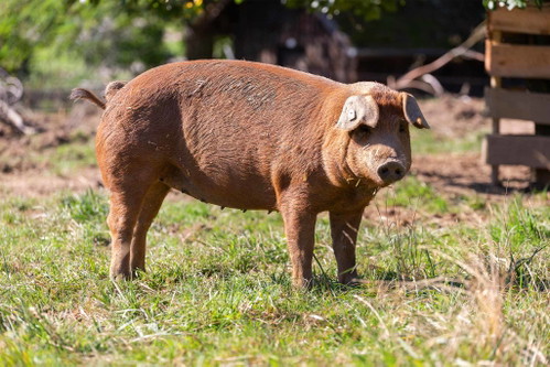 Die Geschichte von «Das Fleisch» begann mit der Produktion von Charcuterie. Um an bestes Rohmaterial zu kommen, züchtet Nicola Eicke heute selber Woll- und Duroc-Schweine.
