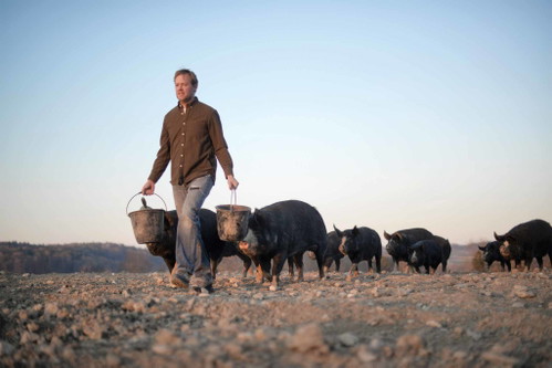 Fabio Müller züchtet und hält Berkshire-Schweine. Die schwarzen Schweine wachsen besonders langsam, was ein Garant für hohe Fleischqualität ist.
