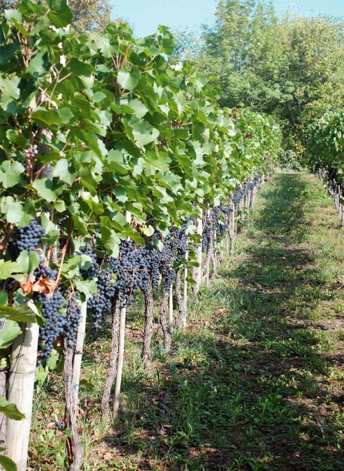 Pinot Noir, wie hier beim Weingut Riehen in Basel-Stadt ist die bedeutendste Rebsorte des Westens der Deutschschweiz.