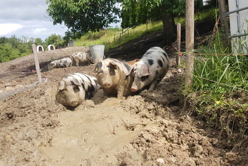 Turopolje-Schweine auf dem Lauftenhof in der Ostschweiz. Die Zeichnung der Tiere erinnert an Dalmatiner-Hunde.