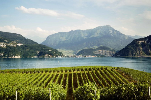 Das Tessiner Weingut Zündel Azienda Agricola.
