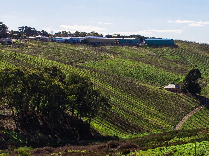 Adelaide Hills has only risen to prominence relatively recently