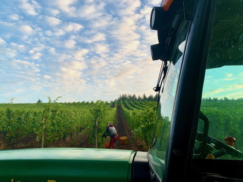 Harvest at Adelsheim.