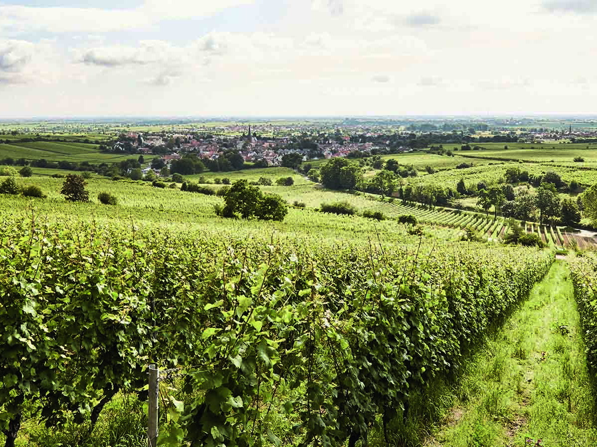 Blick vom Haardtrand über die Reben in die Rheinebene – hier aus den Weinbergen des Weinguts Bassermann-Jordan.
