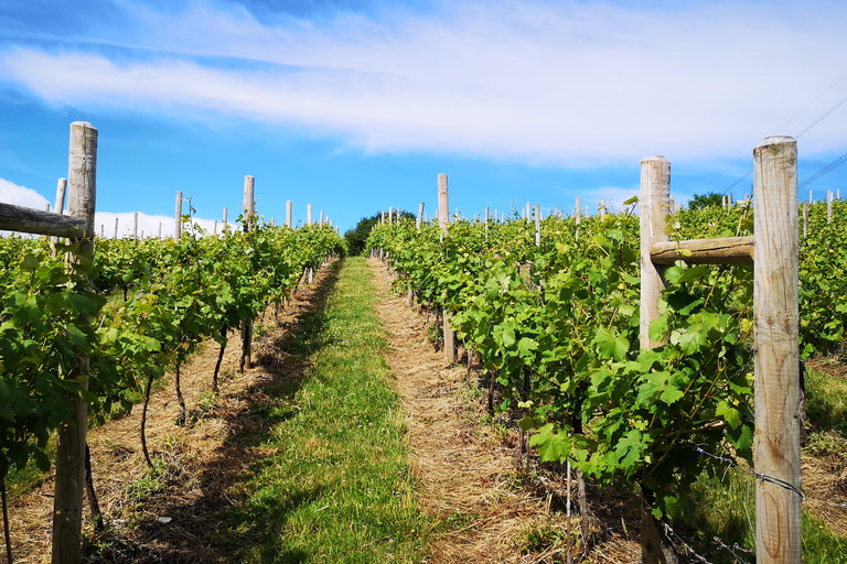 Huxbear Vineyard, Devon.