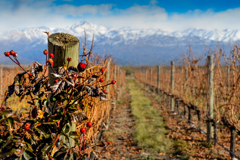 Salentein Vineyard at Uco Valley, Agentina.