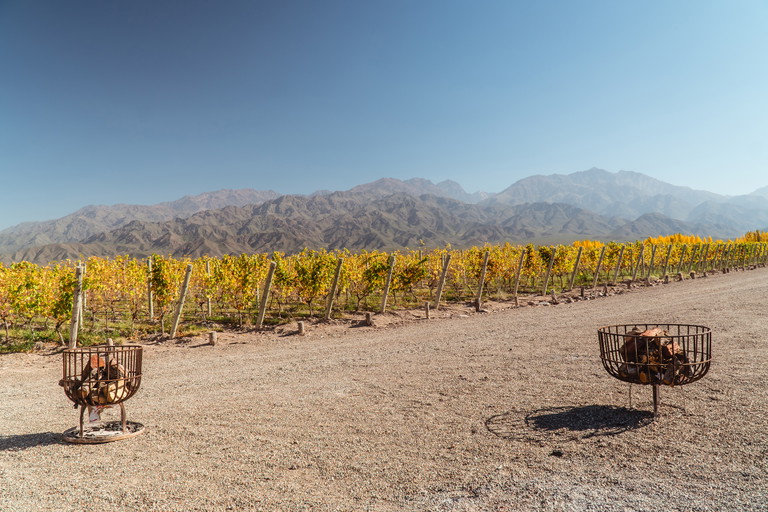 Rows of grapevines at local Mendoza vineyard in Uco Valley, Argentina. 
