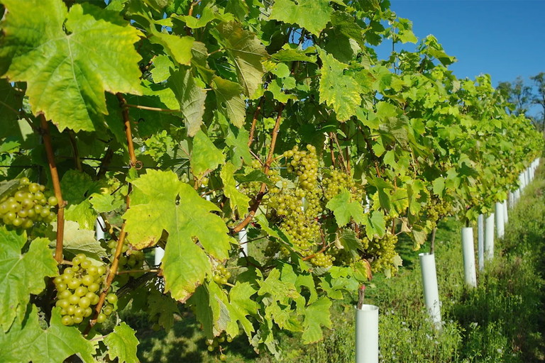 Tamar Valley Vineyard.