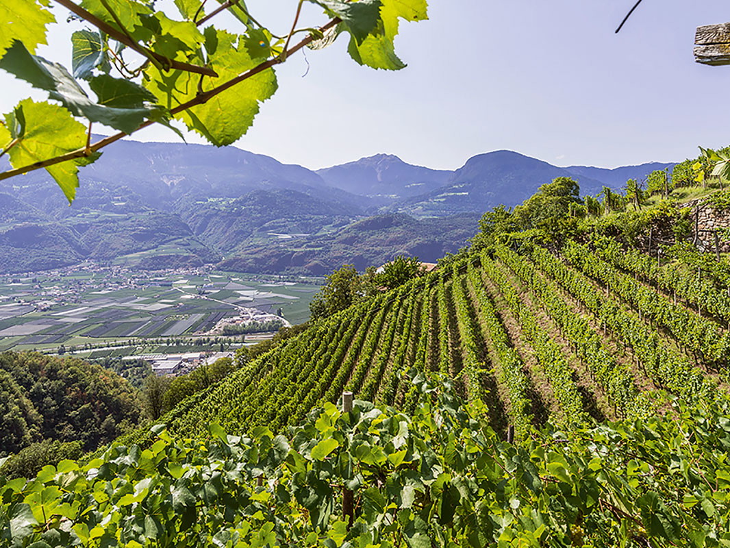 Auf den Hängen der Südtiroler Täler wird viel feiner Weißwein angebaut. 