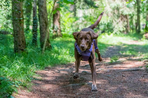 Milka very concentrated at Search and Rescue.