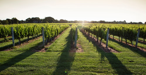 Vines at Wölffer Estate.