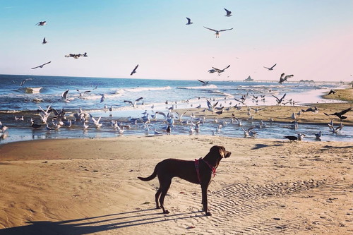 Milka enjoying the Baltic Sea.