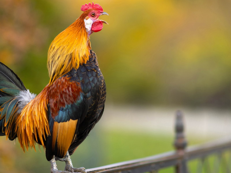 Coq au vin und Co.: Im »Upstick« ist man in den ganzen Entstehungsprozess eingebunden.