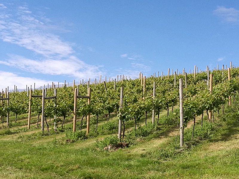 Huxbear Vineyard and Winery, Devon