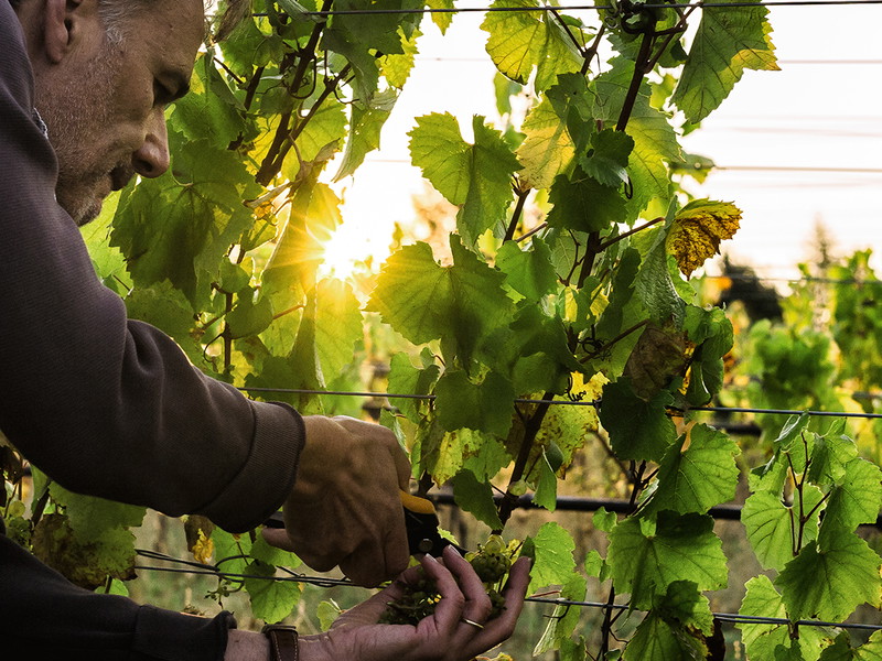 Jean-Nicolas Méo picking at Bishop Creek