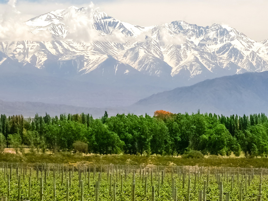 Vineyards near Mendoza in Argentina with Andes in the background