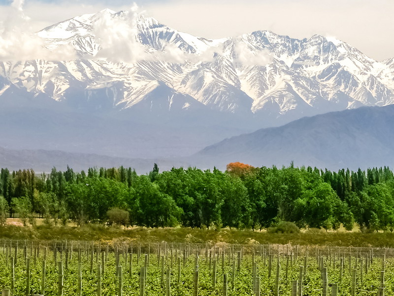 Vineyards near Mendoza in Argentina with Andes in the background