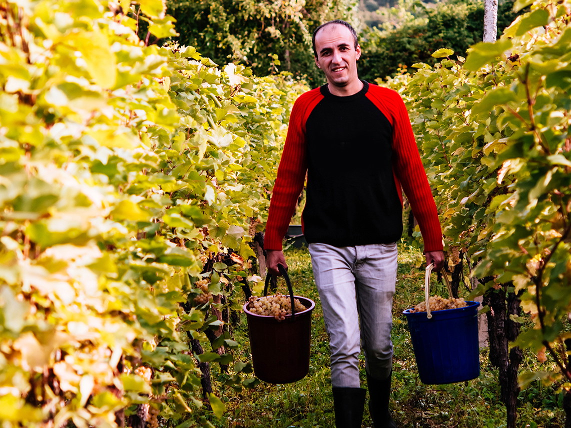 Harvesting grapes in a vineyard in Kakheti region, Georgia