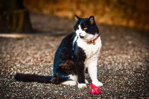 TV-Star. Kater Karlo mit dem pinkfarbenen Halsband hat sich längst zum Maskottchen gemausert und 
kann auf einige Fernsehauftritte zurückblicken.