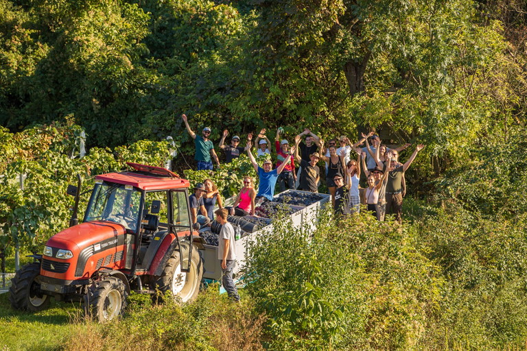 Bei der Zweigelt-Lese helfen Freunde und Familie.