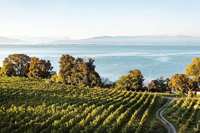 Vertrauter Dreiklang: Reben, See und Berge – hier beim Weingut Schmidt aus Hattnau/Wasserburg.