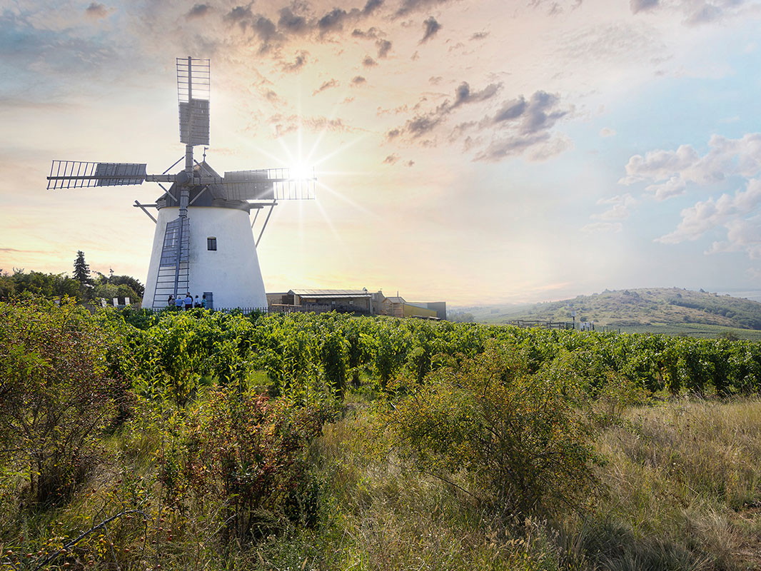 Der Windmühlenheuriger Weingut Bergmann in Retz wurde für das schönste Ambiente ausgezeichnet.
