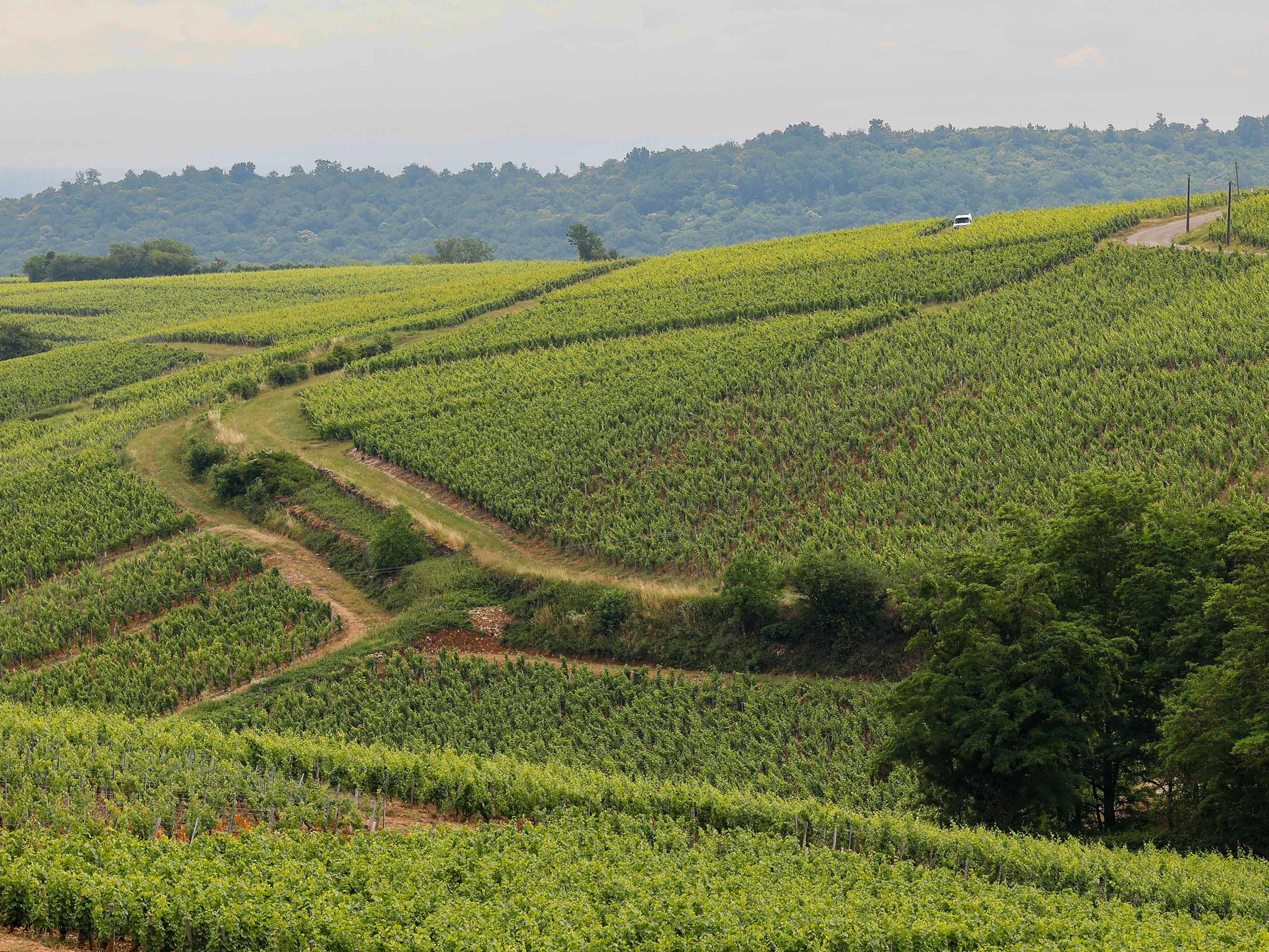 Im Weinanbaugebiet »Mâconnais« entstehen jährlich rund 450.000 Hektoliter Wein.