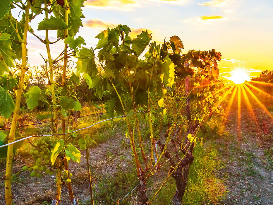 Best of Istrien. Vor allem die autochthonen Sorten Malvazija Istarska und Teran sorgen für Furore. Aber auch internationale Paradesorten wie Chardonnay, Sauvignon Blanc, Cabernet Sauvignon und Merlot begeistern.