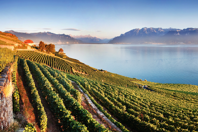 Die im elften Jahrhundert von Zisterziensern 
angelegten Terrassenweinberge des Gebiets Lavaux sind UNESCO-Weltkulturerbe.