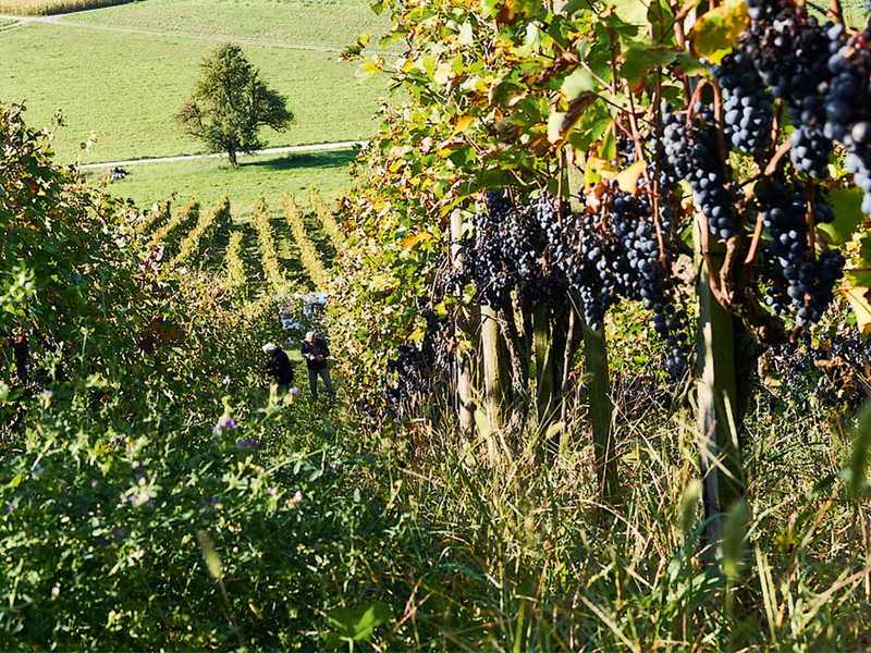Die Rebberge des Weinguts Besson-Strasser im Zürcher Weinland werden seit vielen Jahren biodynamisch bewirtschaftet.