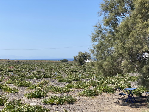 Low-trained Assyrtiko vines in Oia, north Santorini