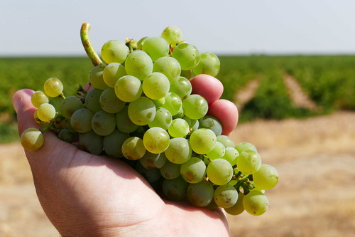 Ribera-Rueda