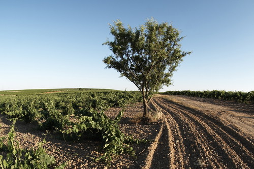 A view from a D.O. RUEDA vineyard
