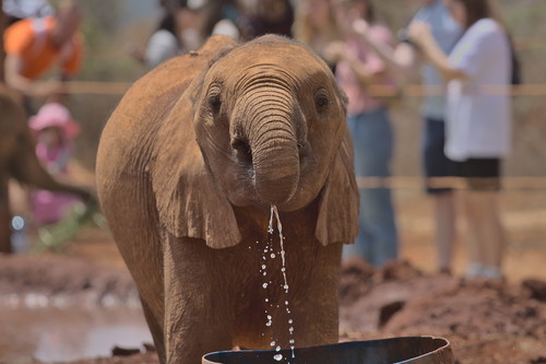 Sheldrick Wildlife Trust Orphanage, Nairobi Nursery Unit, Kenya.