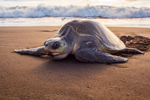 Olive turtle on Pacific coast of Guanacaste.