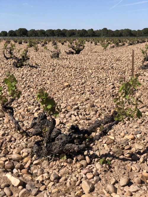 Javier Santz's old vine vineyards.