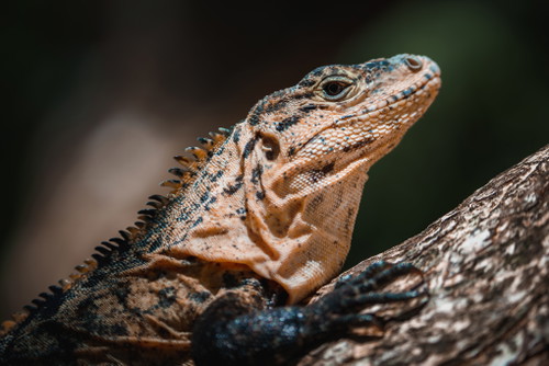 Green iguana on tree in tropical rainforest, Guanacaste, Costa Rica.