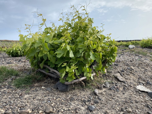 Kouloura the traditional basket training of Assyrtiko to protect from the strong winds.