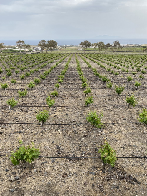 With almost no rain in recent vintages irrigation is becoming a must.