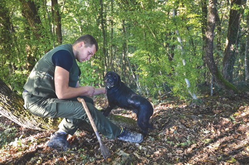 Bester Fundort. Familie Karlić aus Paladin in der Nähe von Buzet züchtet Trüffeln. Die auf diesem Gebiet aufgespürten weißen und schwarzen Trüffeln zählen zu den qualitativ besten Istriens.